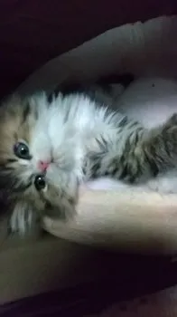 かたくり 様のお迎えした子猫