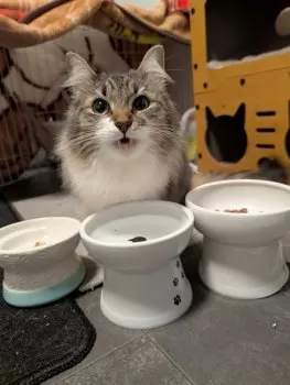 GAKU 様のお迎えした子猫