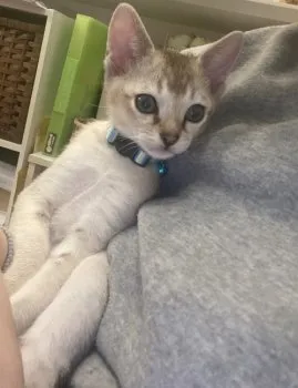 MAYU 様のお迎えした子猫