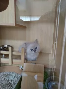 シンスケ 様のお迎えした子猫
