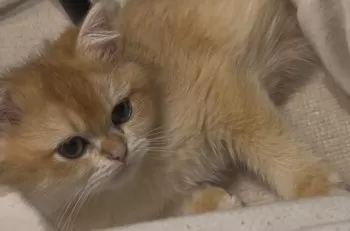 Y.Ｉ 様のお迎えした子猫