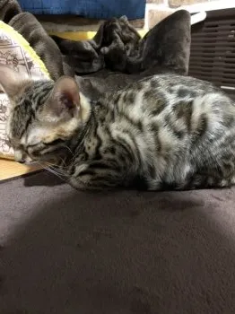 チャイ君 様のお迎えした子猫