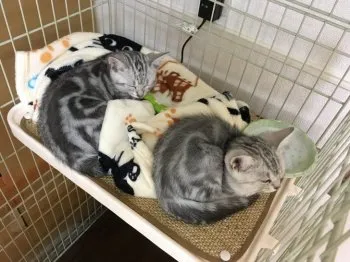 谷村 様のお迎えした子猫