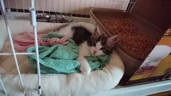 アースママ 様のお迎えした子猫