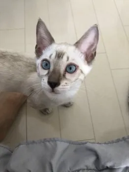 s.m 様のお迎えした子猫