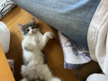 あけ 様のお迎えした子猫