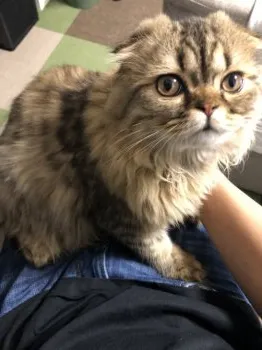 ゆうちゃん 様のお迎えした子猫