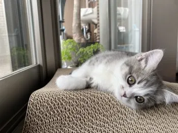 なつ 様のお迎えした子猫