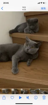 トマト 様のお迎えした子猫