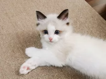 S.H 様のお迎えした子猫