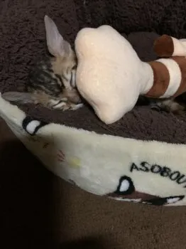 しんちゃん 様のお迎えした子猫