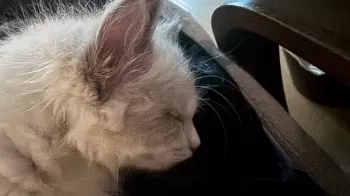 T.U 様のお迎えした子猫