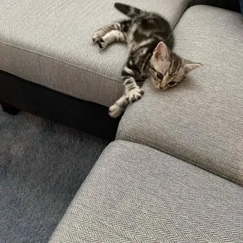 もち 様のお迎えした子猫