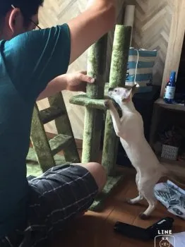 tomo 様のお迎えした子猫