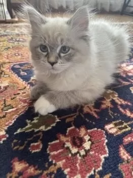 T.M 様のお迎えした子猫