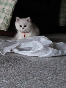 ちな 様のお迎えした子猫