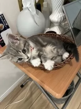 こはるん 様のお迎えした子猫
