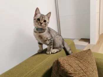 まぼ 様のお迎えした子猫