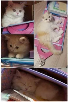 みたらし 様のお迎えした子猫