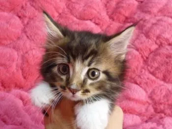 かえるねこ 様のお迎えした子猫