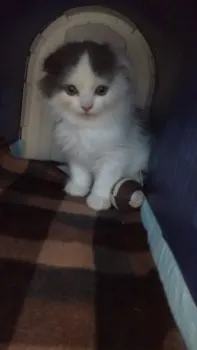 komomo 様のお迎えした子猫