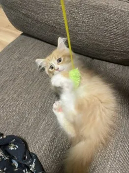 Y.O 様のお迎えした子猫