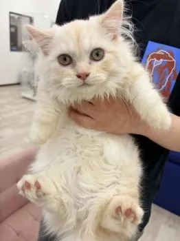 N.H 様のお迎えした子猫