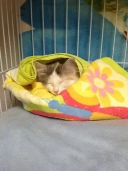 Amy 様のお迎えした子猫