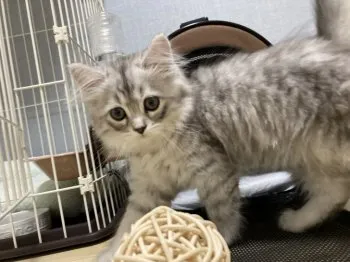 かしお 様のお迎えした子猫