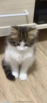 わたあめ 様のお迎えした子猫