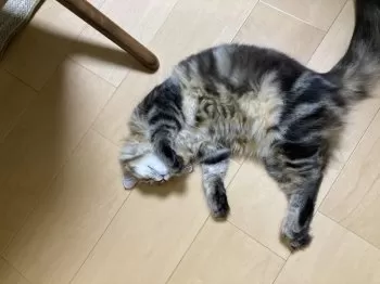 E.A 様のお迎えした子猫