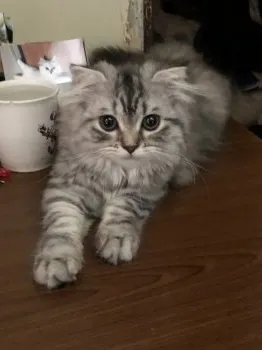 シントモラン 様のお迎えした子猫