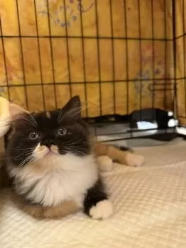 T.T 様のお迎えした子猫
