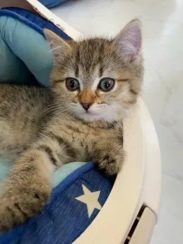 A.M 様のお迎えした子猫