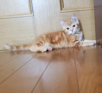 やっさん 様のお迎えした子猫
