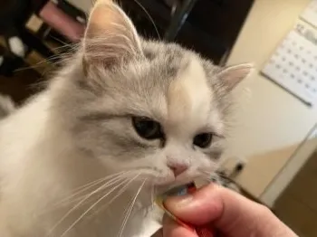 いわさき 様のお迎えした子猫