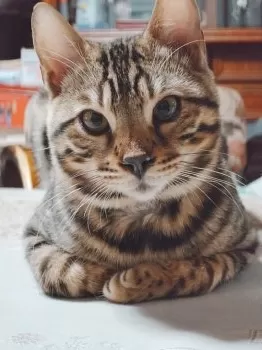 T.Y 様のお迎えした子猫