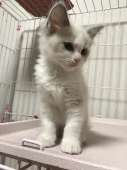 chiro 様のお迎えした子猫