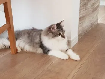 T.A 様のお迎えした子猫