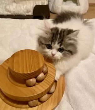 N.T 様のお迎えした子猫