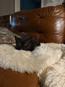 マーガレット 様のお迎えした子猫