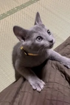 そらちゃん 様のお迎えした子猫