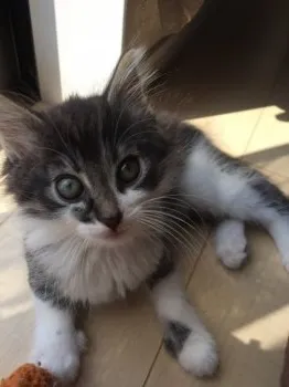 ソラ 様のお迎えした子猫