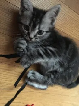 タイちゃん 様のお迎えした子猫