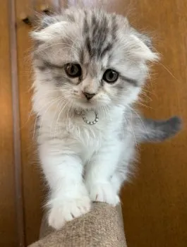 Ryu 様のお迎えした子猫