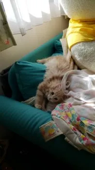 ひつじ 様のお迎えした子猫