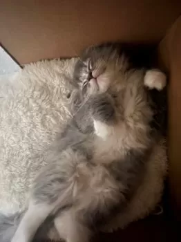 M.S 様のお迎えした子猫