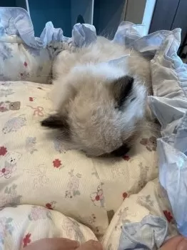 T.A 様のお迎えした子猫