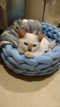 ザンジバル 様のお迎えした子猫