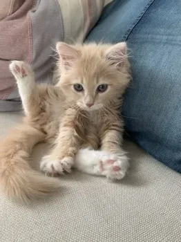 yama 様のお迎えした子猫